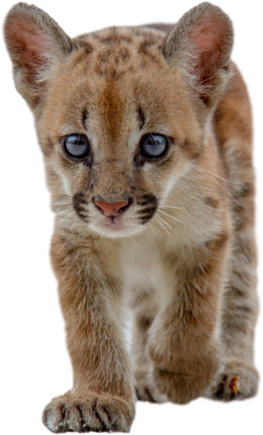 30910428 - Baby Cougar Png (1500x1000), Png Download