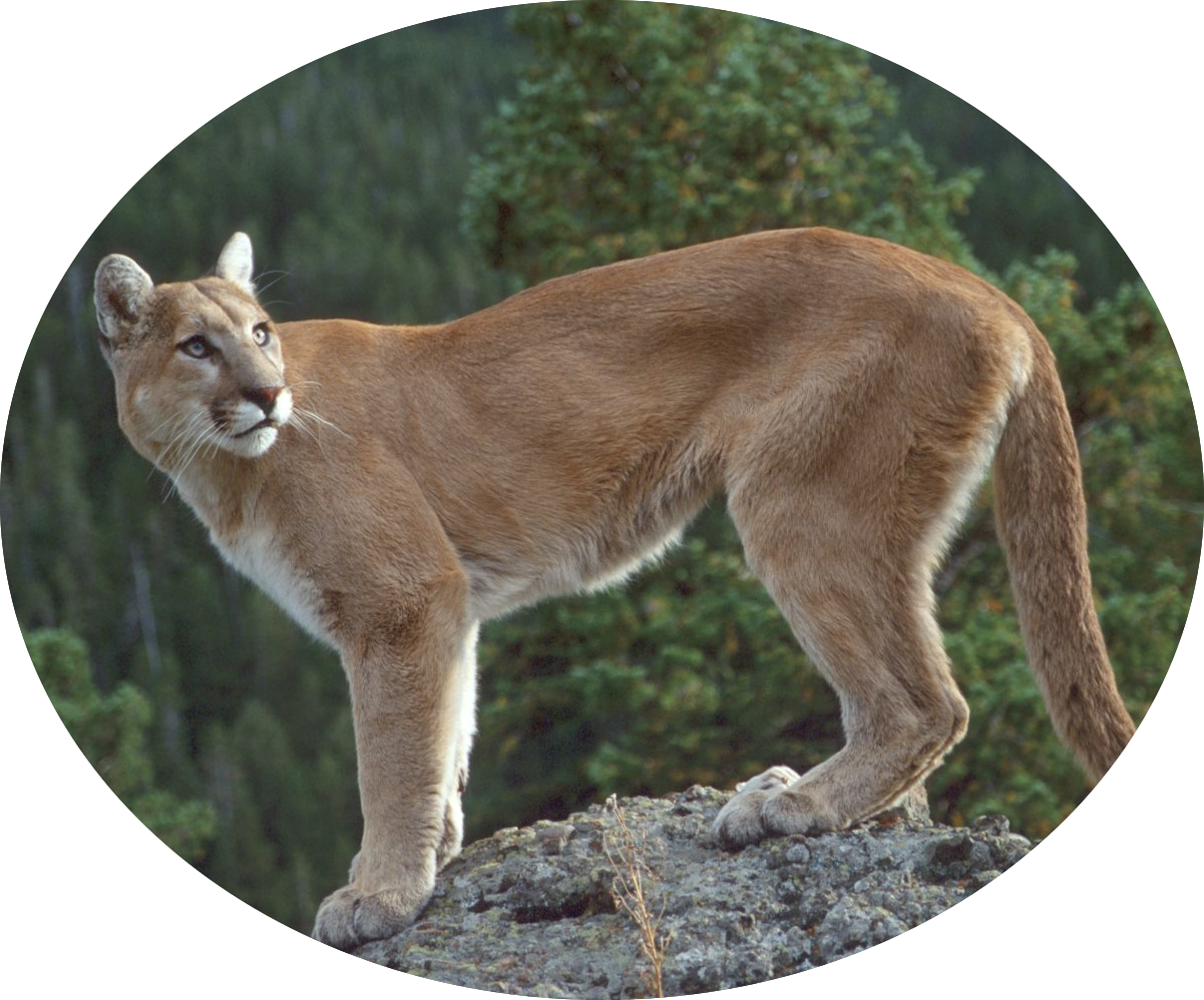 Cougar-06 - Coquitlam Wild Animal (1207x1002), Png Download