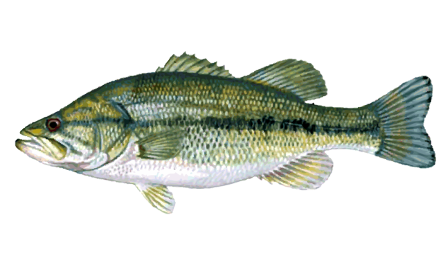 Fish - Bass Fishing Full Moon Lure (640x379), Png Download