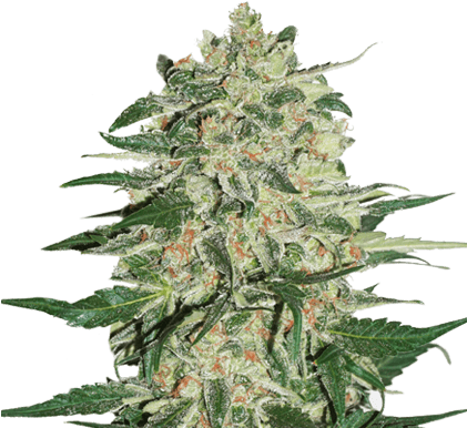 Weed Buds Png Download - Big Bud Feminized Png (420x420), Png Download