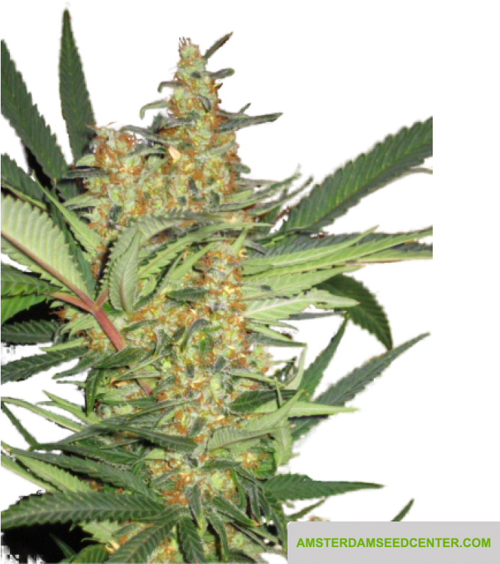 Amajikoym - 5pack - Super Strains - Amsterdam Seed - Seed (800x800), Png Download