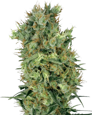 Sour Diesel Auto-flowering Cannabis Seeds - Skunk #1 (360x450), Png Download