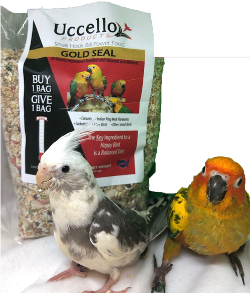 African Grey (498x706), Png Download
