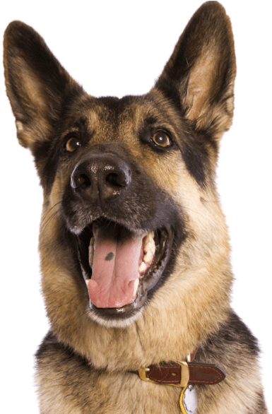 Search - German Shepherd (565x585), Png Download