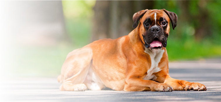 Explore Holistic Care For Your Pets - Boxer Dog Pure Breed (755x350), Png Download