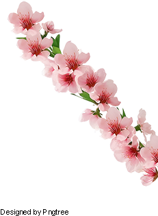 Vector A Pink Magnolia Flowers, Magnolia, Pink, One - Portable Network Graphics (360x360), Png Download