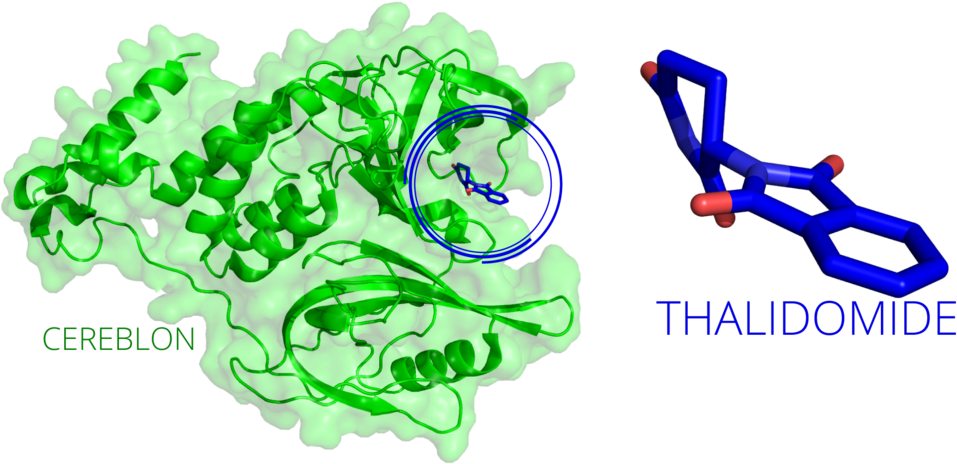 20170525 Thalidomide Cereblon - Graphics (1000x509), Png Download