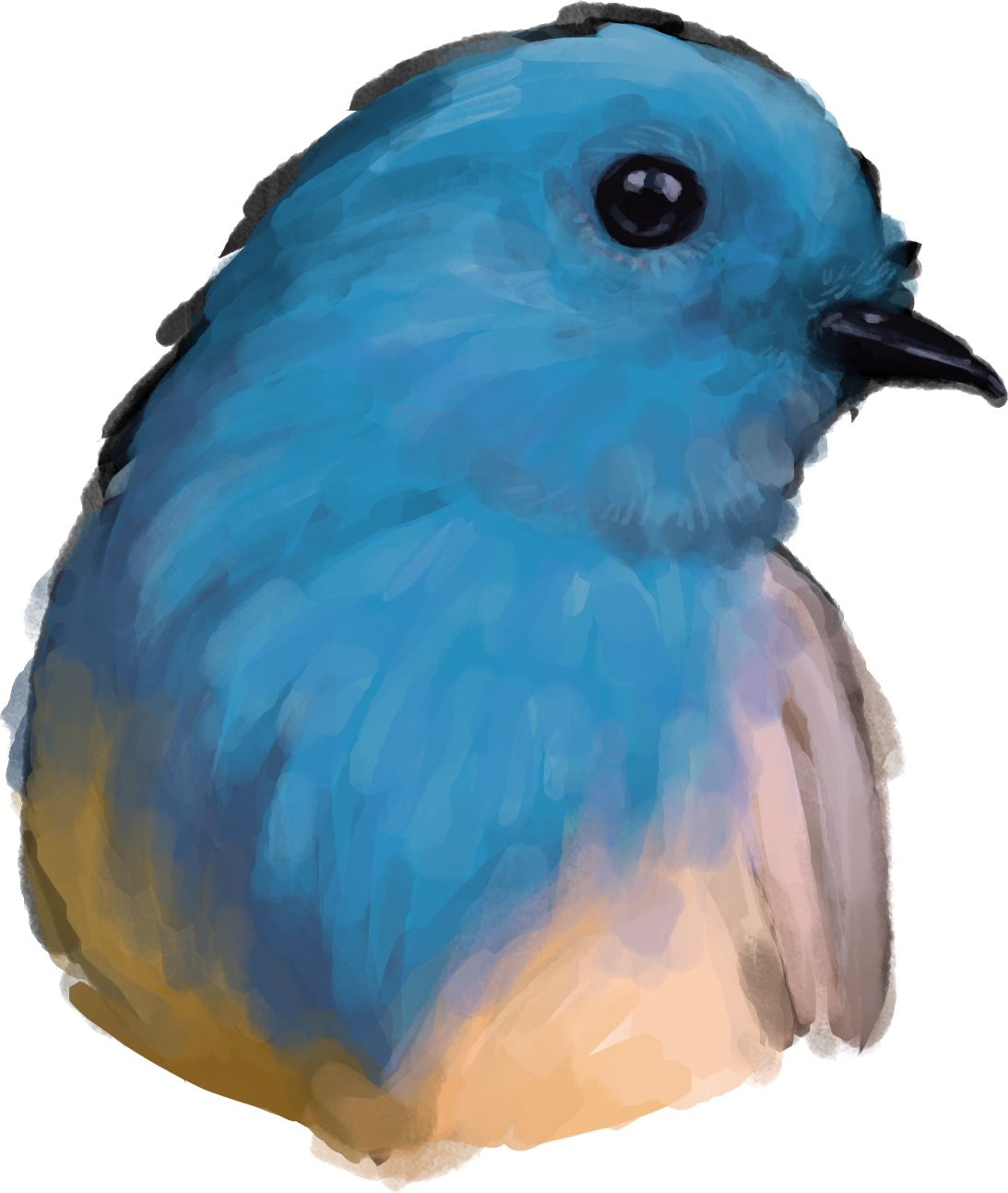 Yu Han Wang - Mountain Bluebird (1093x1293), Png Download