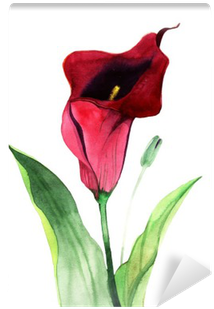 Calla Lily Flowers, Watercolor Illustration Wall Mural - Watercolor Painting (400x400), Png Download