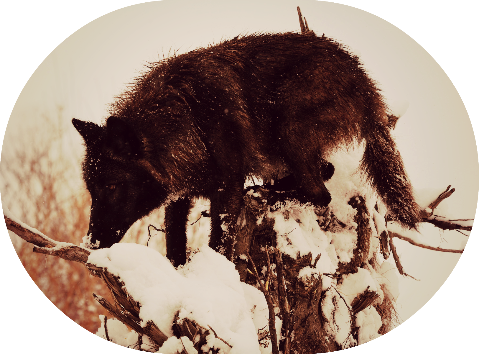Roku - Wolf (1625x1200), Png Download