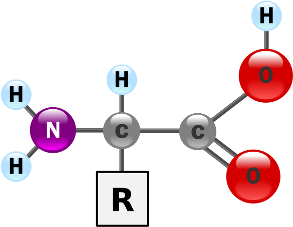 Amino-acid - Amino Acid (702x500), Png Download