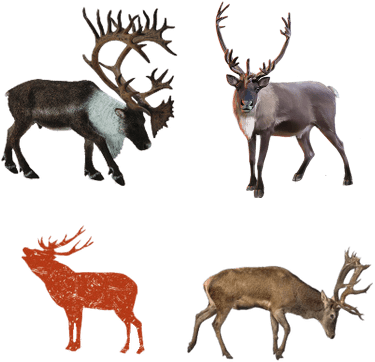 Collecta 88709 - Woodland Caribou (400x400), Png Download