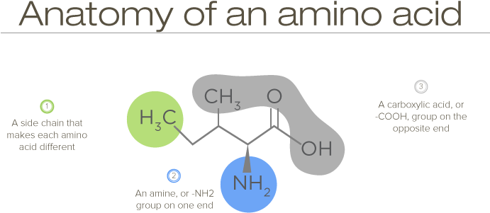 Anatomy Of An Amino Acid (800x350), Png Download