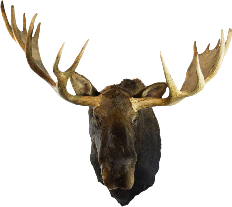 Moose Head Png - Alaska (1029x917), Png Download