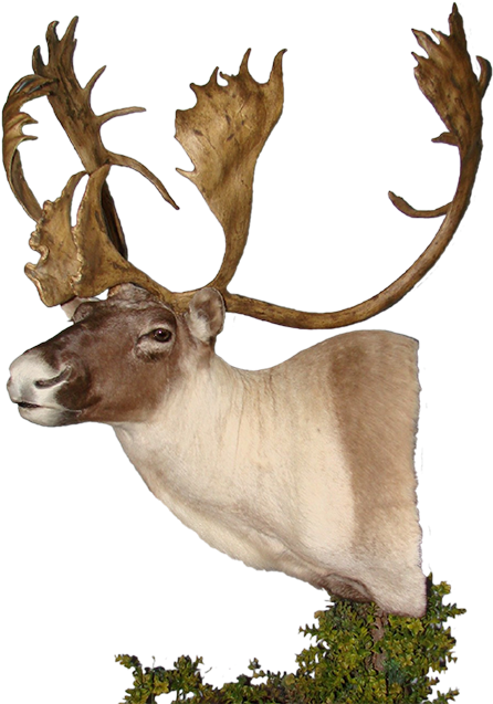 Caribou Mount (478x650), Png Download