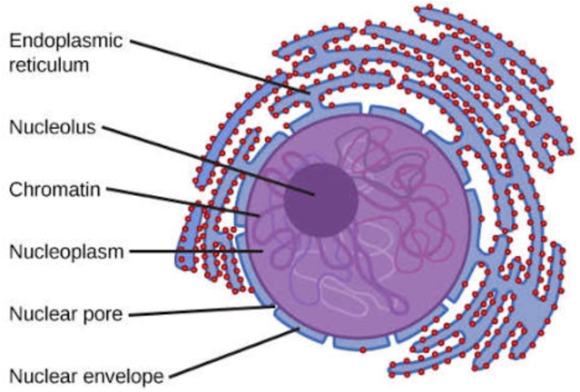 The Nuclear Envelope Consists Of Two Layers - Eukaryotes Cell (774x494), Png Download