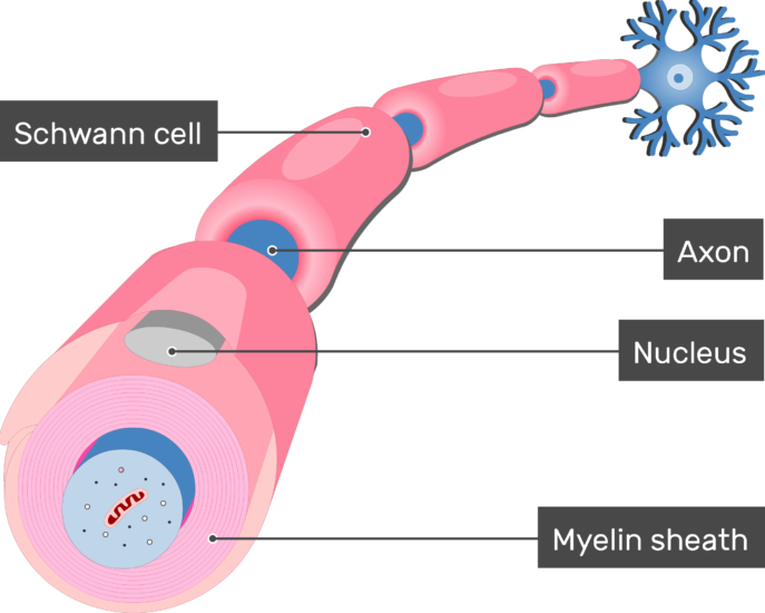 An Image Showing Nucleus Of The Schwann Cell In Addition - Neurolimma Axon (687x550), Png Download