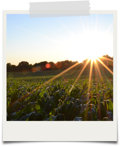 We Secure Affidavits Of Genetic Integrity On Scores - Plantation Life Before Emancipation Ebook (433x533), Png Download