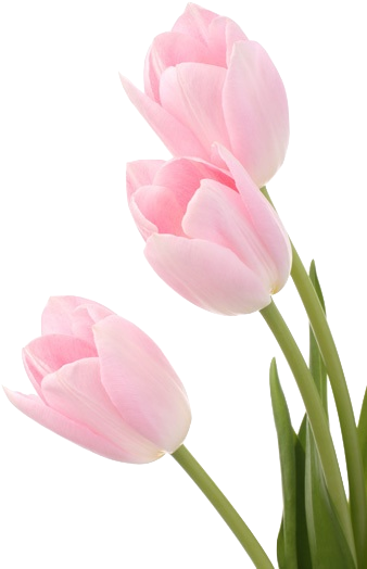Welcome To The Dollhouse - Tulipanes Rosados (370x555), Png Download