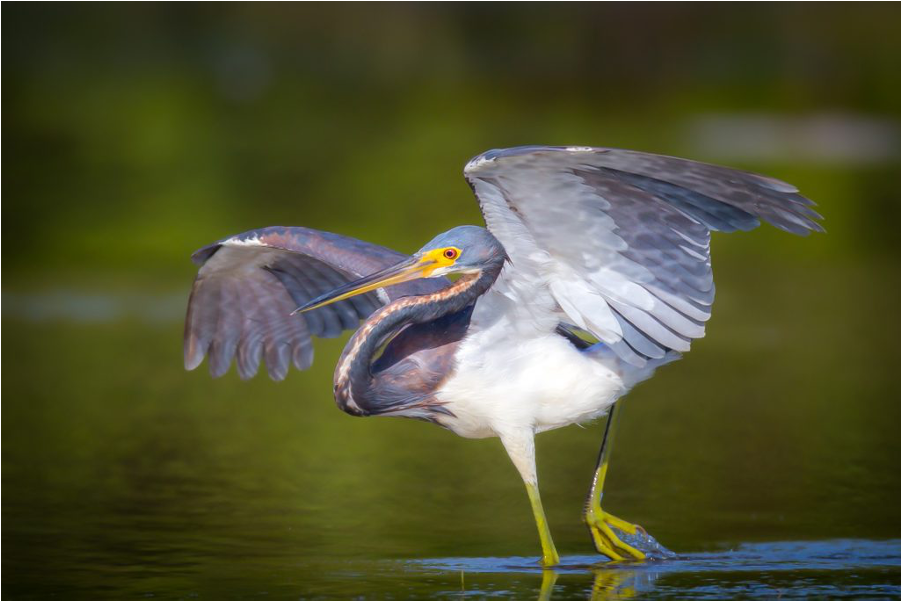 Seabird (1000x1000), Png Download