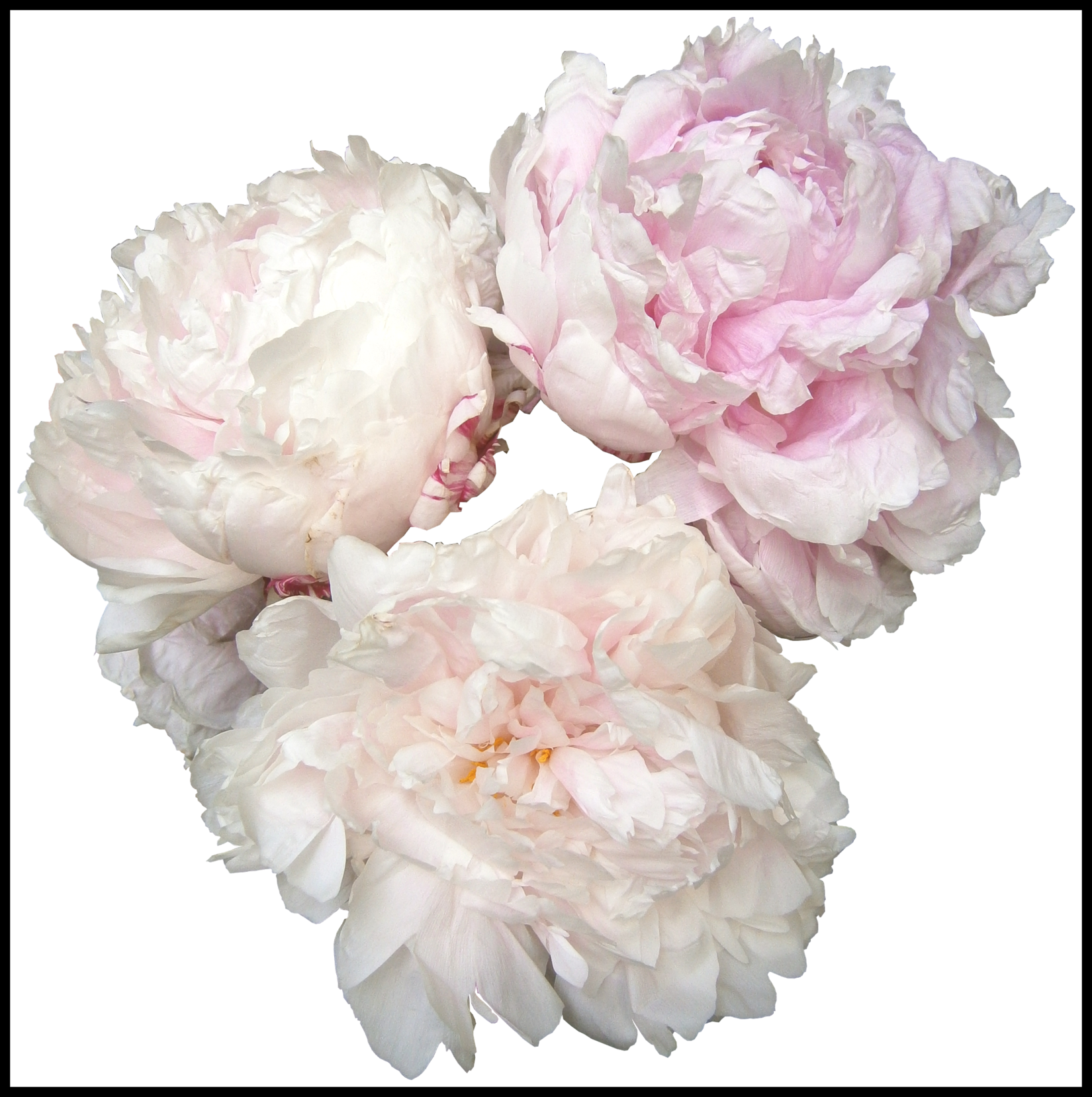 Ideas Of White Bouquet Png Amazing (1650x1657), Png Download