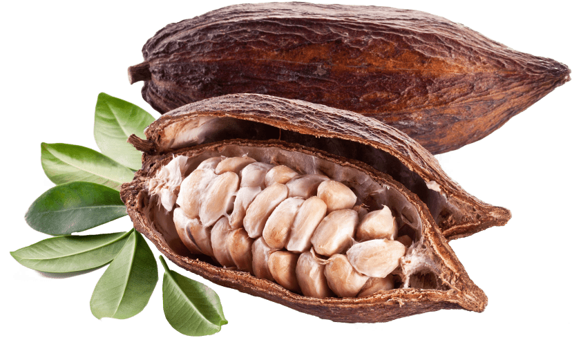 Free Png Cacao With Bones Png Images Transparent - Cocoa Pods And Beans (850x553), Png Download