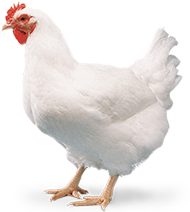 Home - B - B - Chicks - Broiler Chicken Meat Png (400x529), Png Download