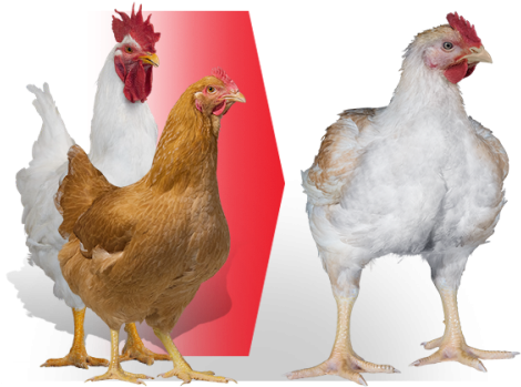 Ranger Classic - Rooster (479x383), Png Download