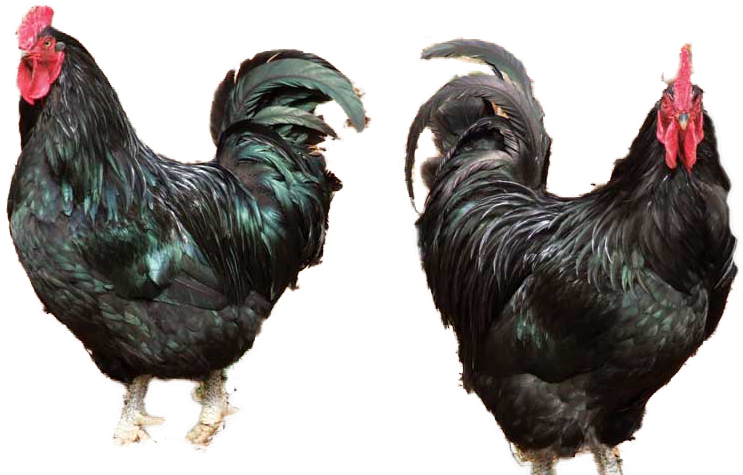 Black Chicken/ Ayam Hitam - Java Chickens (891x481), Png Download