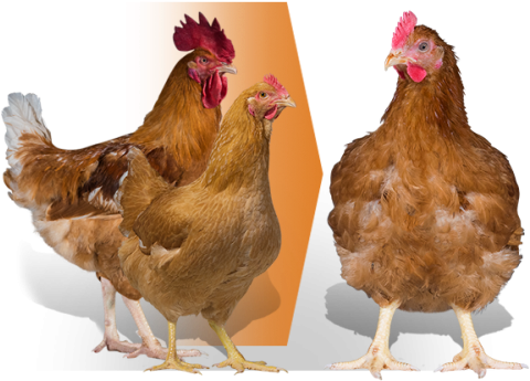 Rooster (479x383), Png Download