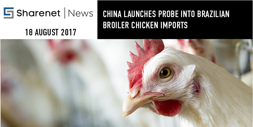 News - Chicken (900x469), Png Download