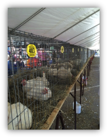 2018 Poultry Festival 4 H Show Broiler Orders Taken - Cage (368x469), Png Download