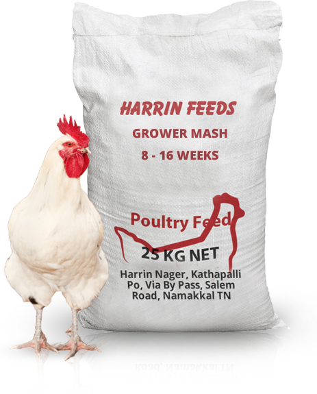Read More - - Rooster (463x575), Png Download