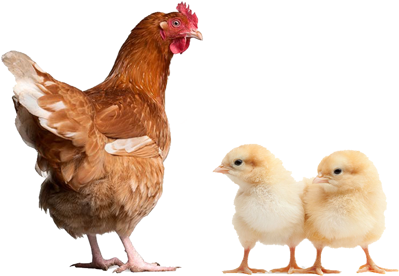 Broiler Finisher Concentrate 10% - Chicken Manual By Laurence Beeken (1000x572), Png Download