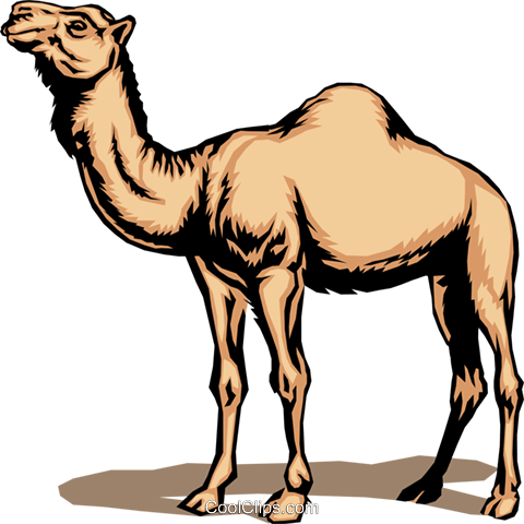 Camel Royalty Free Vector Clip Art Illustration - Adaptive Features Of Camel (480x480), Png Download