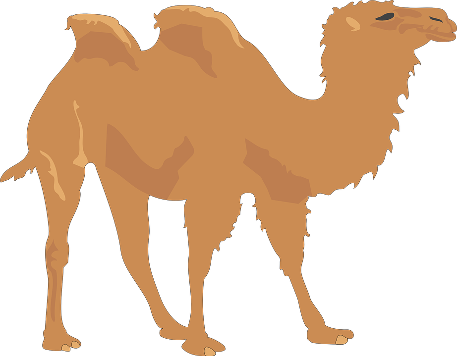 Camel (922x719), Png Download