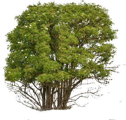 Png Cutout Tree - Softwood And Hardwood Trees (500x479), Png Download