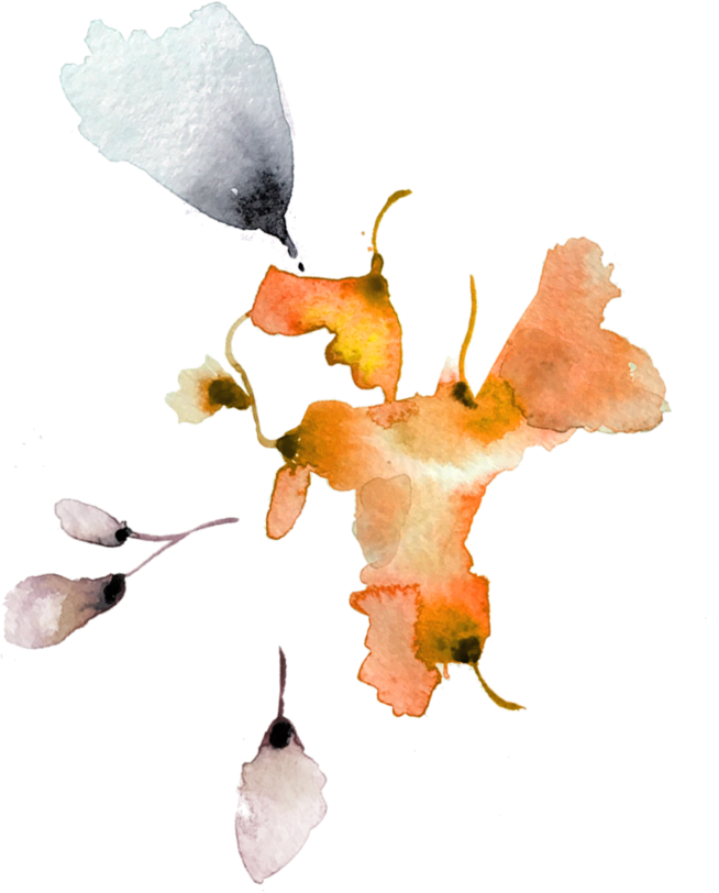 Lookbook River Blossom Leaves - Lookbook (654x812), Png Download