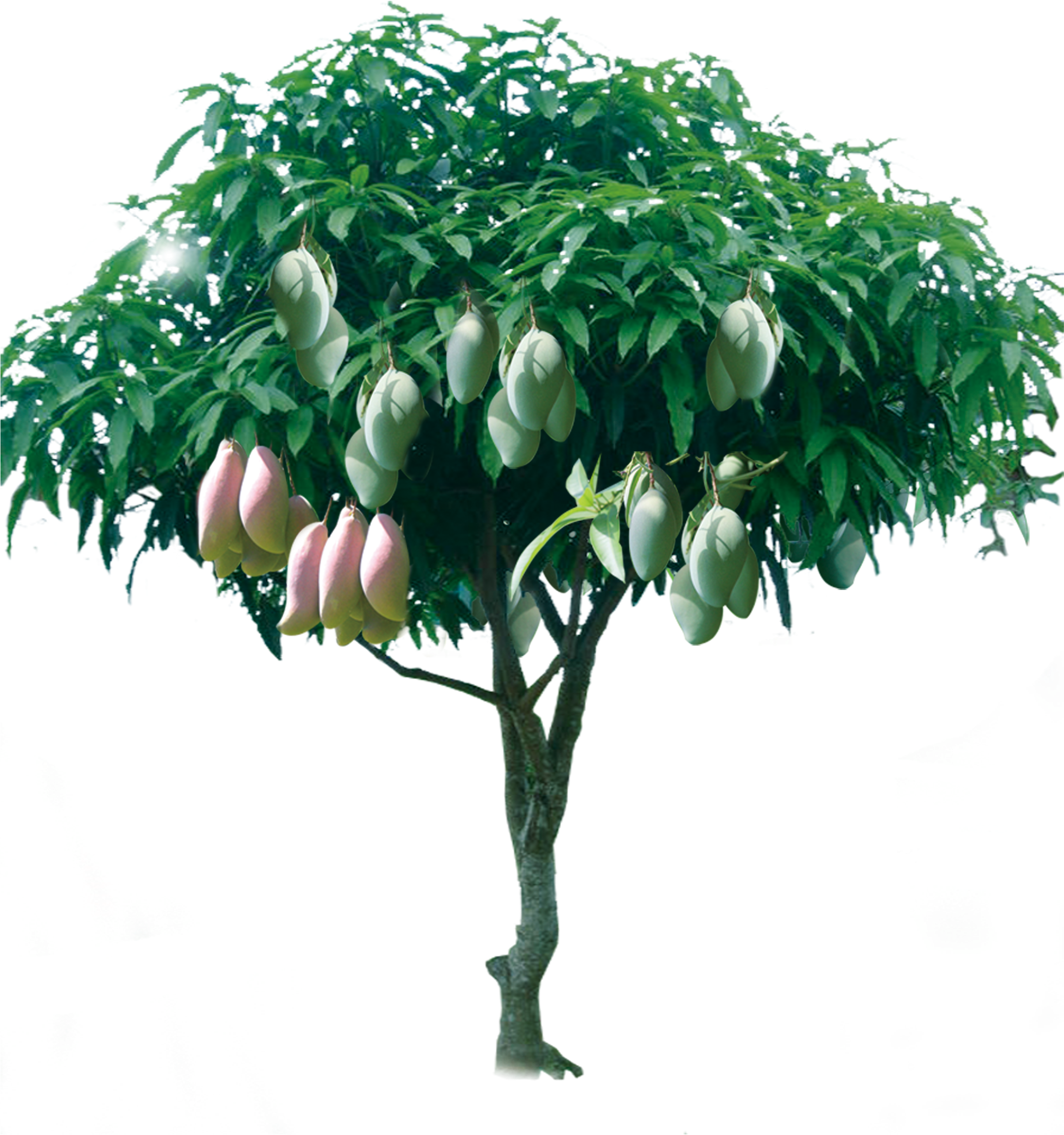 Graphic Tree Fruitful Transprent Png Free Download - Gambar Pohon Mangga Berbuah (2458x2678), Png Download