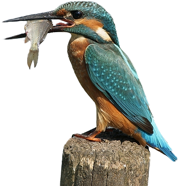 Png Kingfisher Bird Transparent Kingfisher Bird - Kingfisher Transparent Background (720x480), Png Download