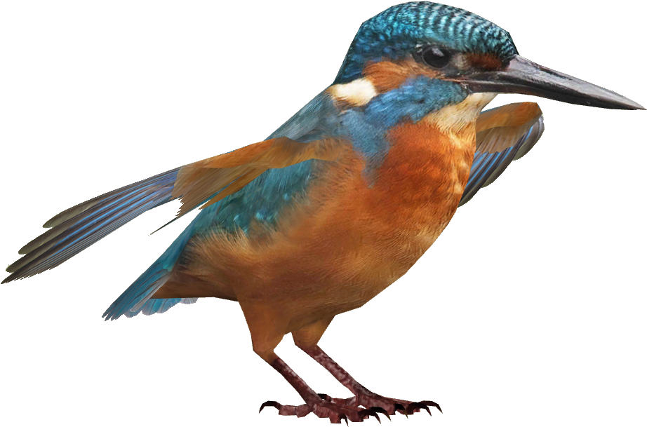 Common Kingfisher - Portable Network Graphics (921x921), Png Download