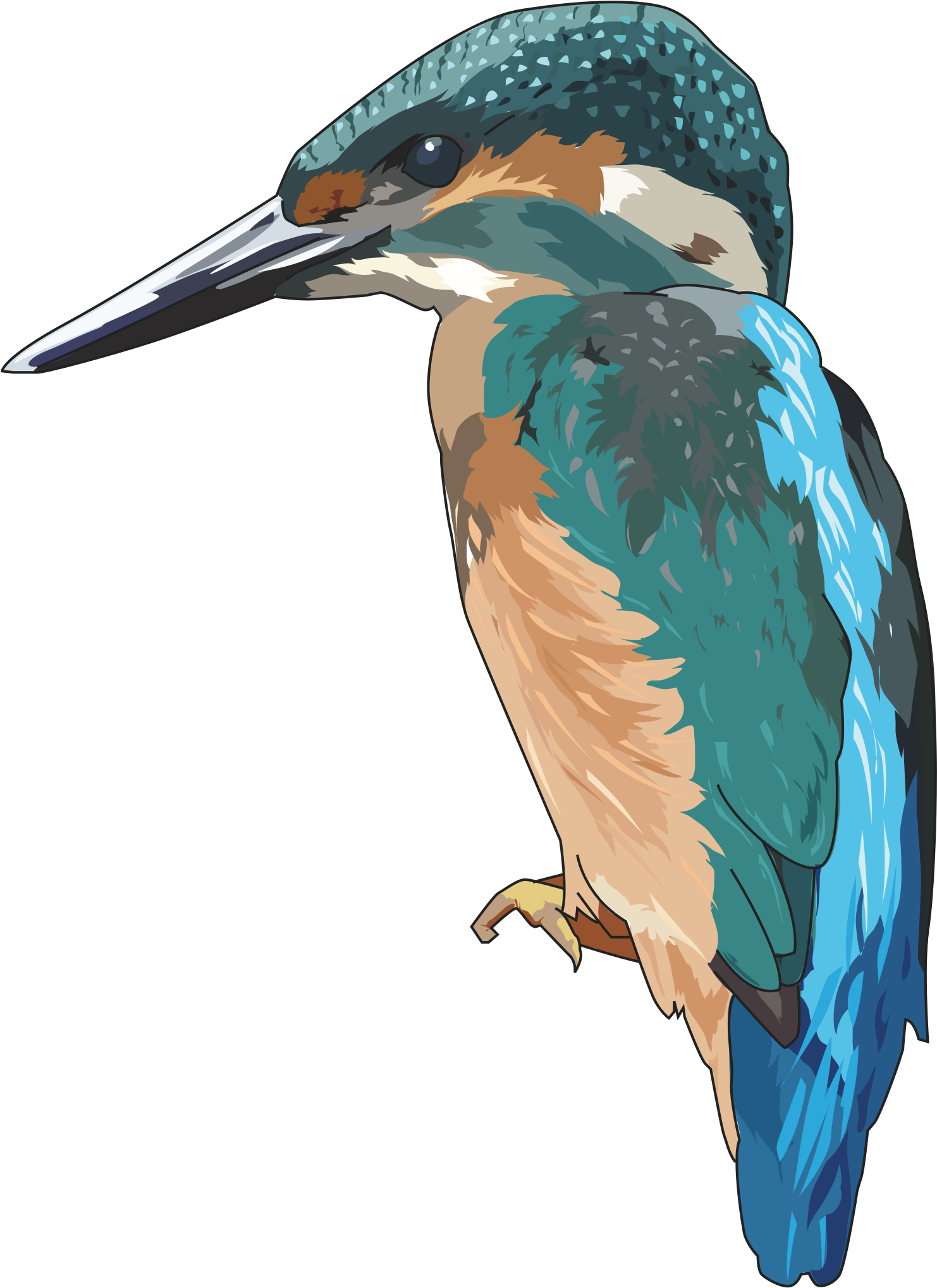 Icons Png Free And - Kingfisher Clipart (2161x2400), Png Download