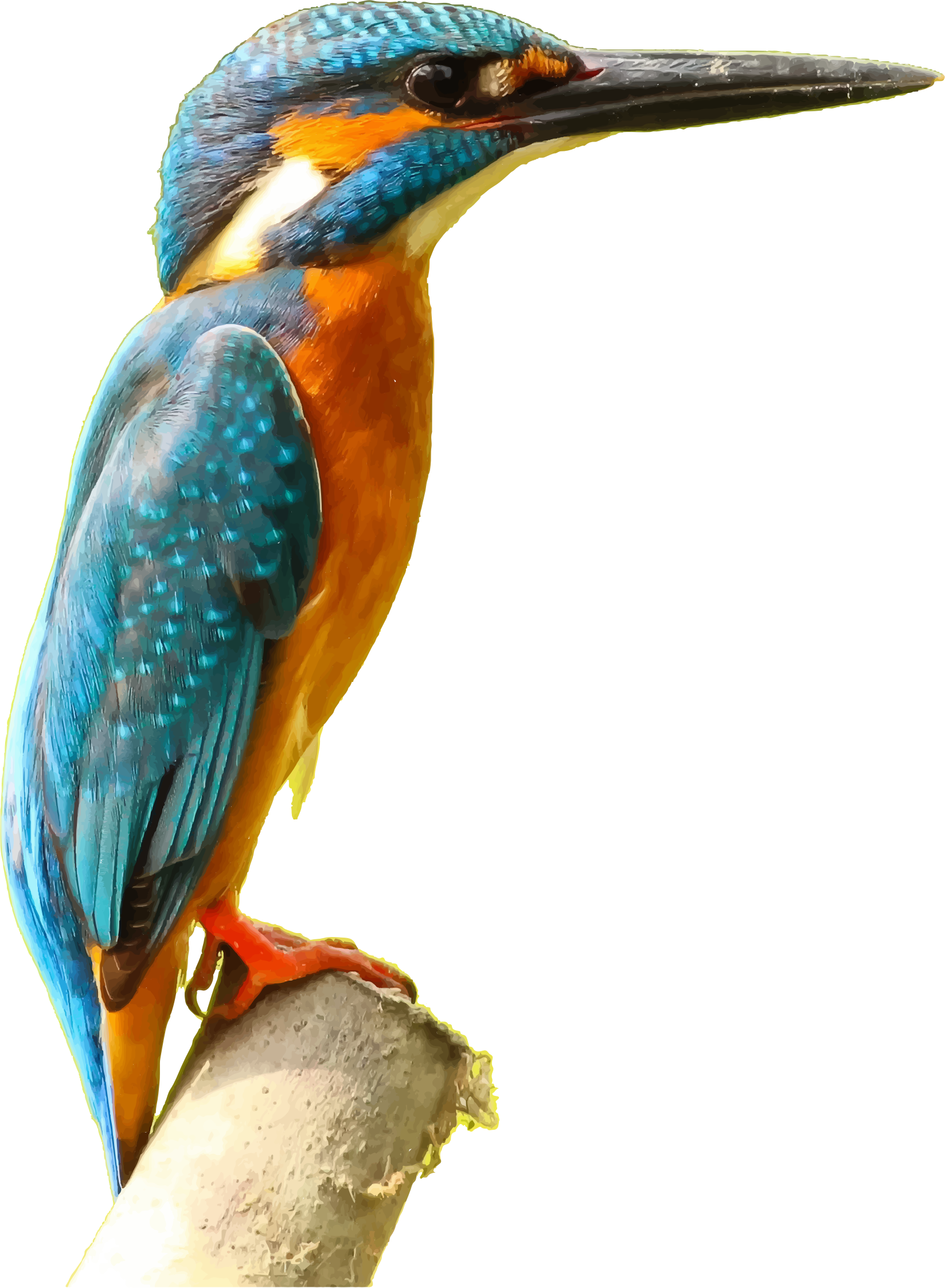 Kingfisher Png Picture - Kingfisher Png (1648x2246), Png Download