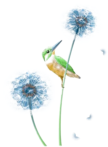 Graphic Stock Blue Kingfisher Dandelion And Transprent - Portable Network Graphics (480x720), Png Download