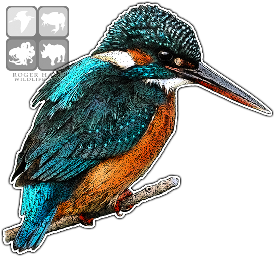 Kingfisher Drawing Graphic Black And White Library - Kingfishers Of The World Greeting Card (547x510), Png Download