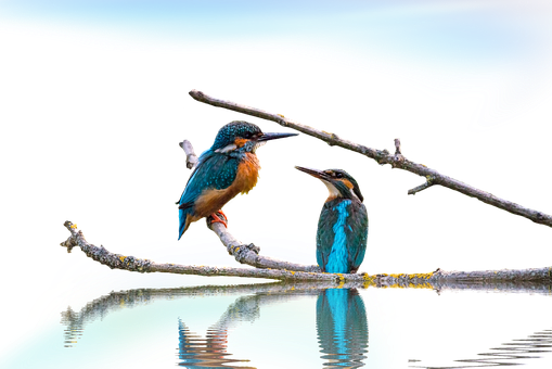 Png, Kingfisher, Landscape - Bird-3 (509x340), Png Download