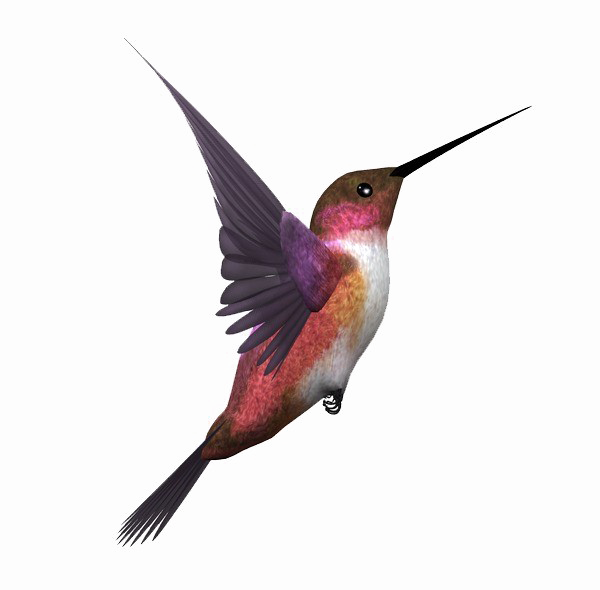 Kingfisher Bird Transparent Image - Kingfisher Bird Png (600x590), Png Download