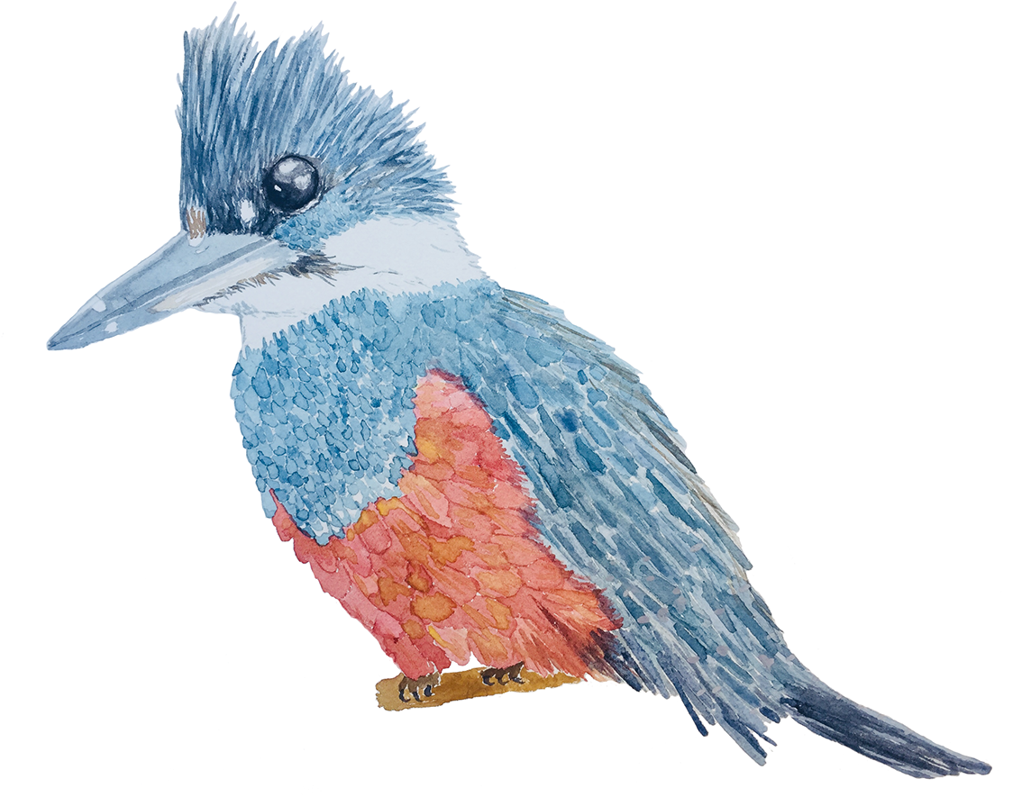 Thank You - Belted Kingfisher (1200x900), Png Download