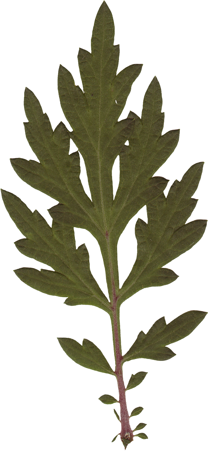 Leaf 05 - Leaf (972x1900), Png Download