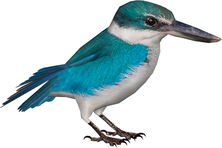 Collared Kingfisher - Wiki (800x800), Png Download